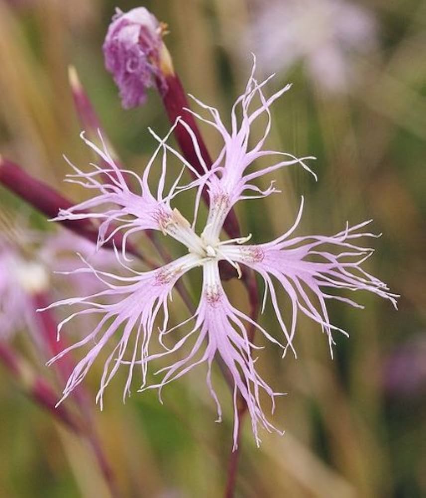 Pink Dianthus Perennial Flower Seeds