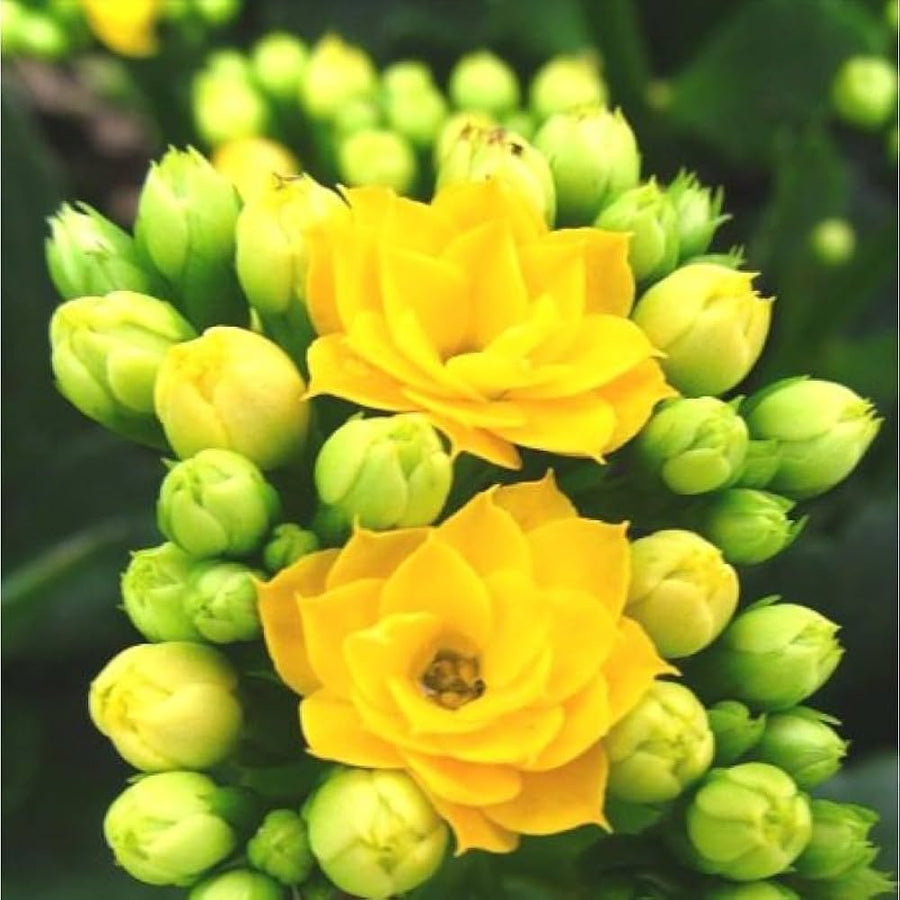 Kalanchoe bonsai flower seeds for home garden and indoor decoration