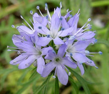 Globe Gilia Seeds (Gilia capitata) for seasonal color across the home garden flower bed