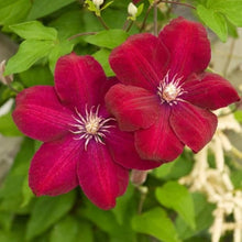Clematis Vine Seeds (Clematis vitalba) for vertical growth across the fences and flowering arches