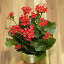 Kalanchoe Seeds for seasonal color across the Colorful, Low-Maintenance Garden Plants