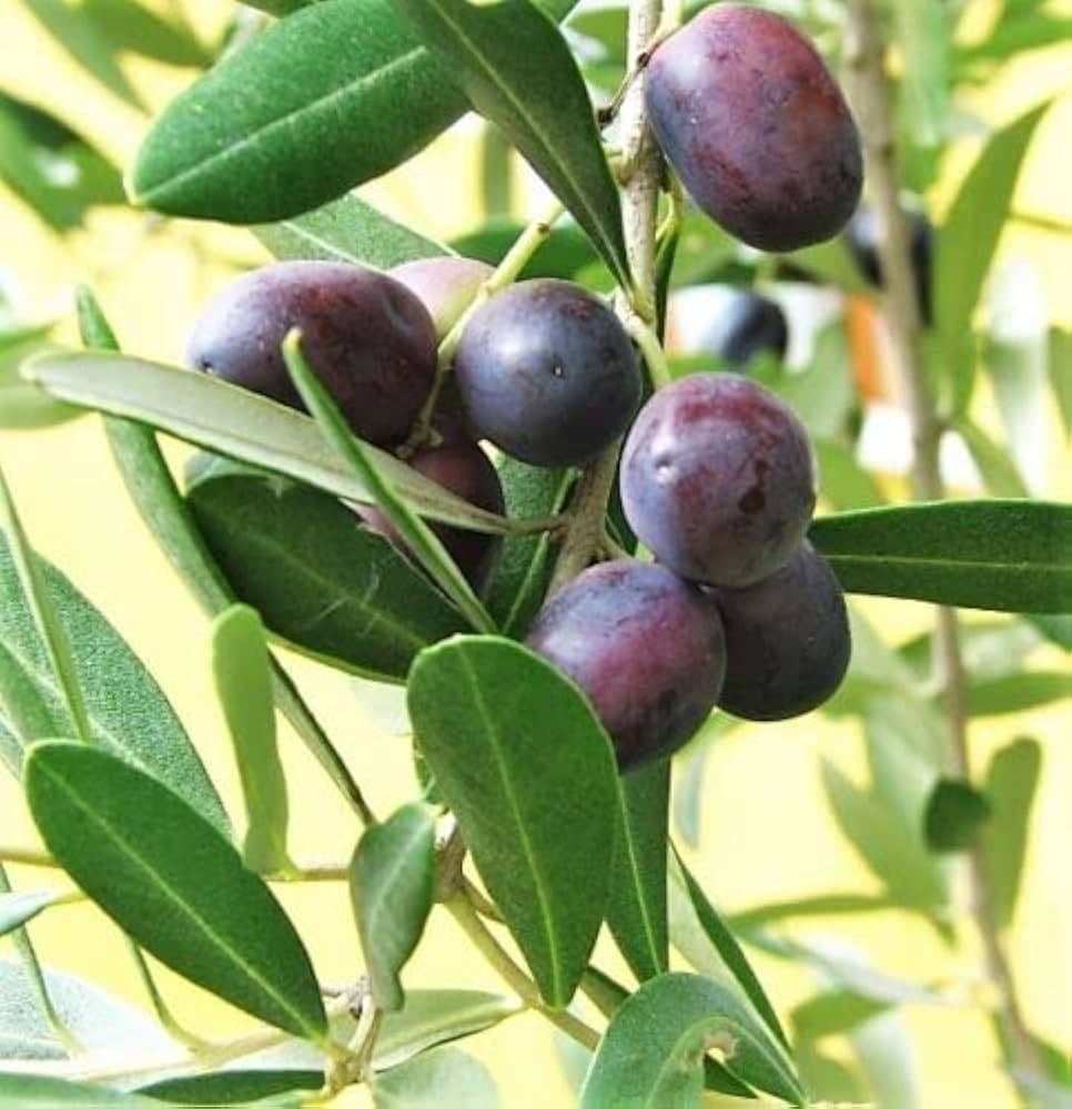 Olive Tree Olea europaea seeds