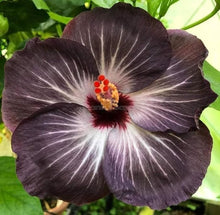Black Hibiscus (Hibiscus rosa-sinensis) for planting in home garden