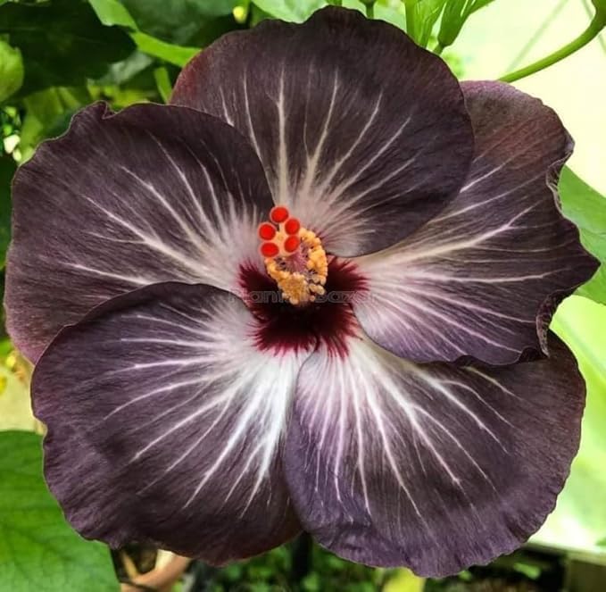 Black Hibiscus (Hibiscus rosa-sinensis) for planting in home garden