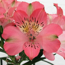 Alstromeria Peruvian Lily Seeds (Alstroemeria spp.) for a bright addition to the Flower Garden