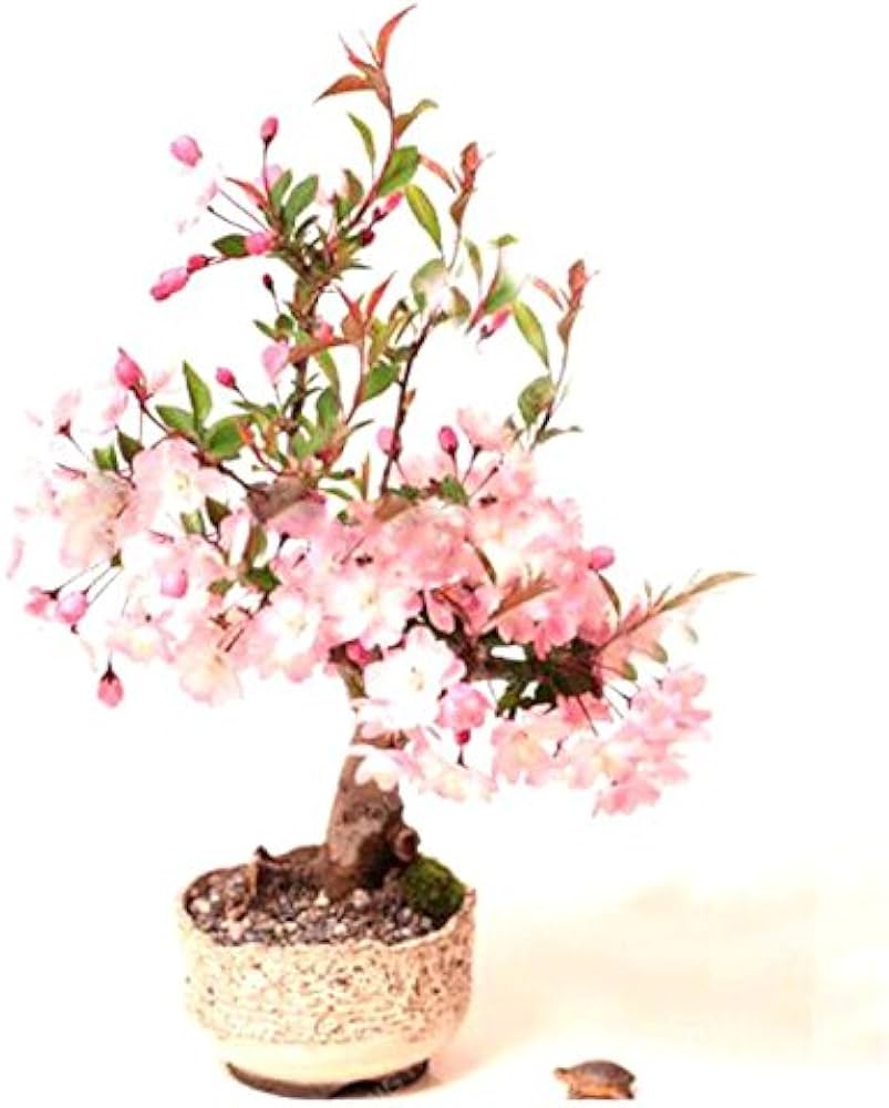 Sakura Prunus Serrulata Mini Pink Bonsai Flower Seeds for Planting – Ideal for Indoor Gardening and Decorative Pots