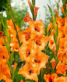 Gladiolus Flower for Planting in Orange Garden Seeds for colorful blooms in the Orange Garden
