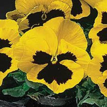 PANSY Schweizer Riesen Mix Seeds for a lasting display in the Flower Bed & Garden