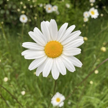 Be daisy Seeds for long-term planting in the home & garden indoor bonsai