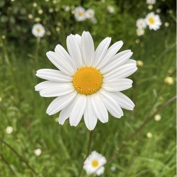Inula Orientalis ��������� Inula orientalis ��������� for flower bed and garden planting