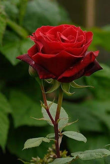 Rose Flower Seeds  Decorative Blooming Garden Plant for Home Gardening