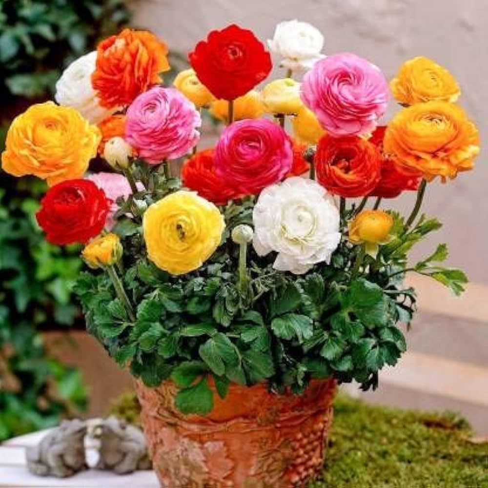 Ranunculus Ranunculus Asiaticus Flower Seeds for Planting – Ideal for Seasonal Blooms and Cut Flower Gardens