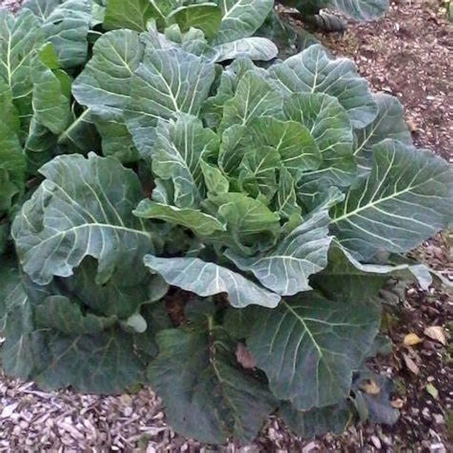 Georgia collard greens grown from seeds with broad, deep green leaves and hearty texture