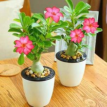 Adenium Obsum Desert Rose Rainbow Seeds for a colorful addition to any planting