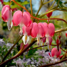 Bleeding Heart Dicentra Spectabilis Seeds grown for perennial Flowers