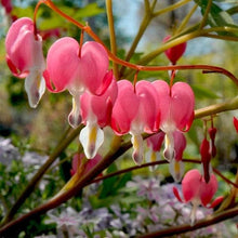 Mexican Creeper Desert Bleeding Heart Seeds (Dicentra spp.) for colorful blooms in the Flower Bed