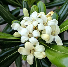 Japanese Cheeswood Pittosporum Tobira Seeds for growers seeking a long-blooming display