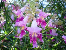 Desert Willow Seeds (Chilopsis linearis) for a lasting addition to the Xeriscape & Landscape