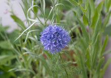 Globe Gilia Gilia Capitata Pollinator Seeds