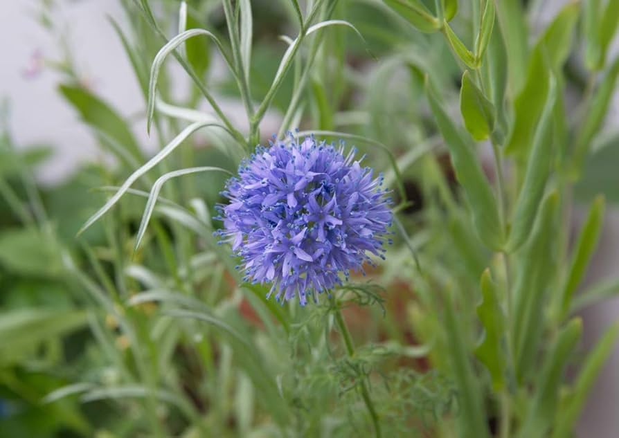 Globe Gilia Gilia Capitata Pollinator Seeds