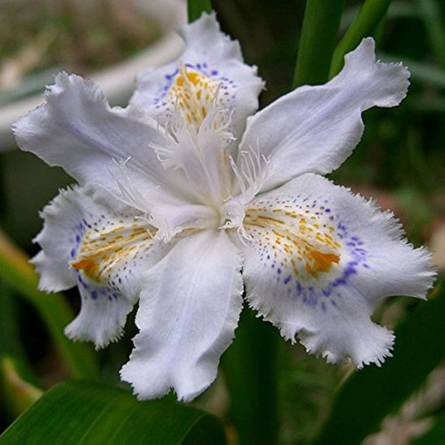 Mixed Color Iris Iris germanica for planting in bonsai garden