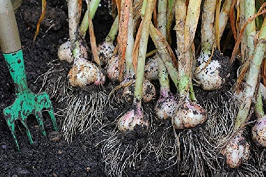 Bella (Italian Garlic Allium sativum cloves) for planting in garden