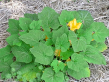 Summer Crookneck Yellow Squash Seeds for a productive addition to the vegetable patch