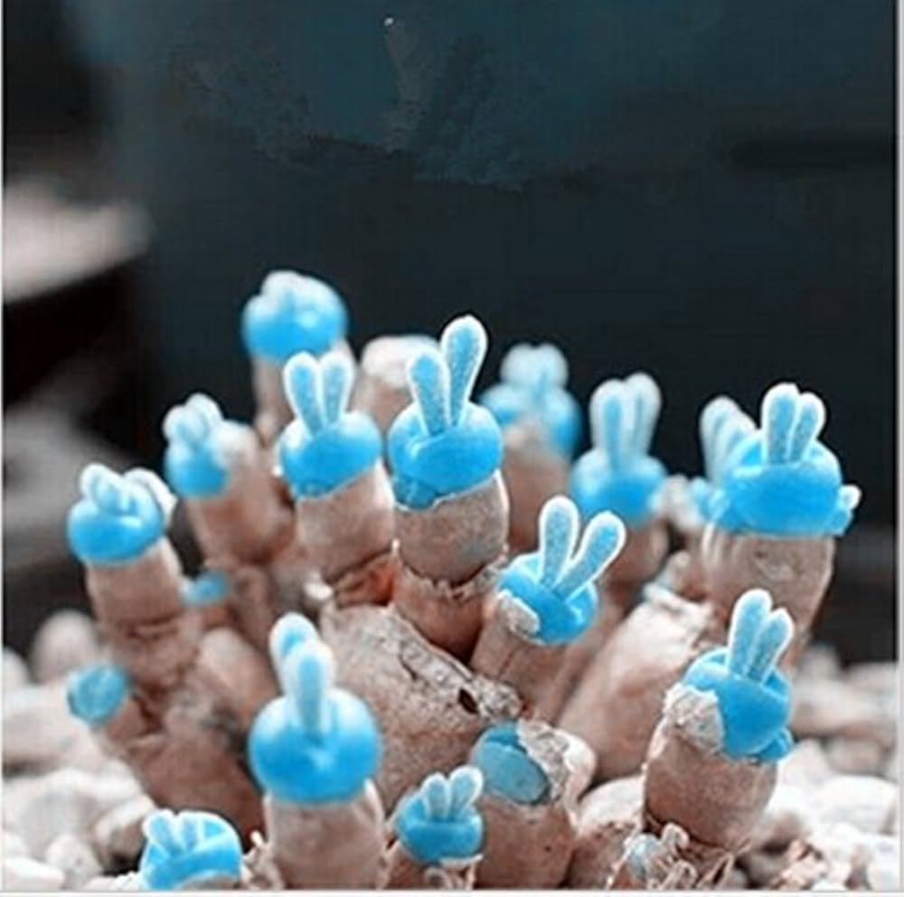 Mini Blue Lithops Stone Flower Seeds