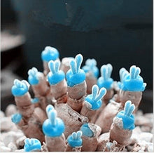 Mini Blue Lithops Stone Flower Seeds