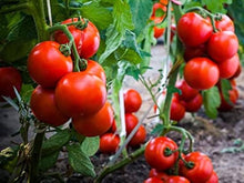 Tomato Seeds (Solanum lycopersicum) for productive rows in the Glacier Variety in Kitchen Garden