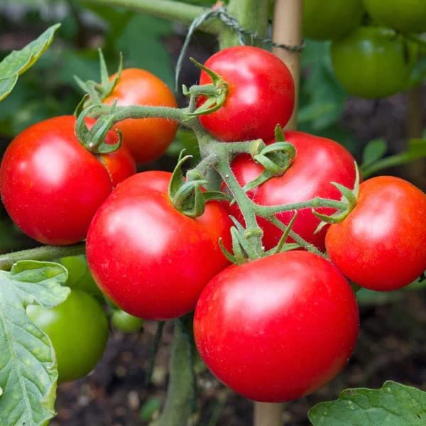 Dark red tomato vegetable seeds