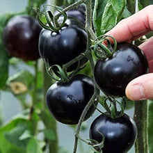 Black Tomato Seeds (Solanum lycopersicum) valued by growers for backyard gardening and planting