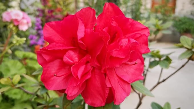 Mini Hibiscus Flower - for planting in home garden