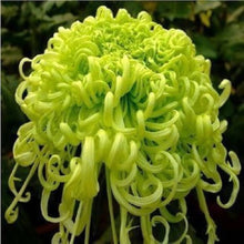 Chrysanthemum Seeds for a colorful addition to any planting
