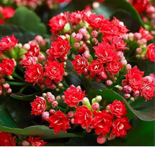 Red Longevity Flower Seeds (Kalanchoe) â€“ Hardy Succulent with Brilliant Red Blossoms