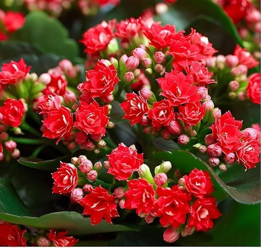 Red Longevity Flower Seeds (Kalanchoe) â€“ Hardy Succulent with Brilliant Red Blossoms