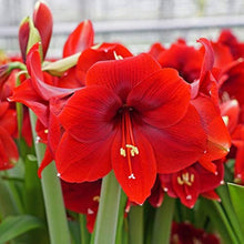 Amaryllis Seeds (Hippeastrum spp.) for a lasting display in the Indoor Garden