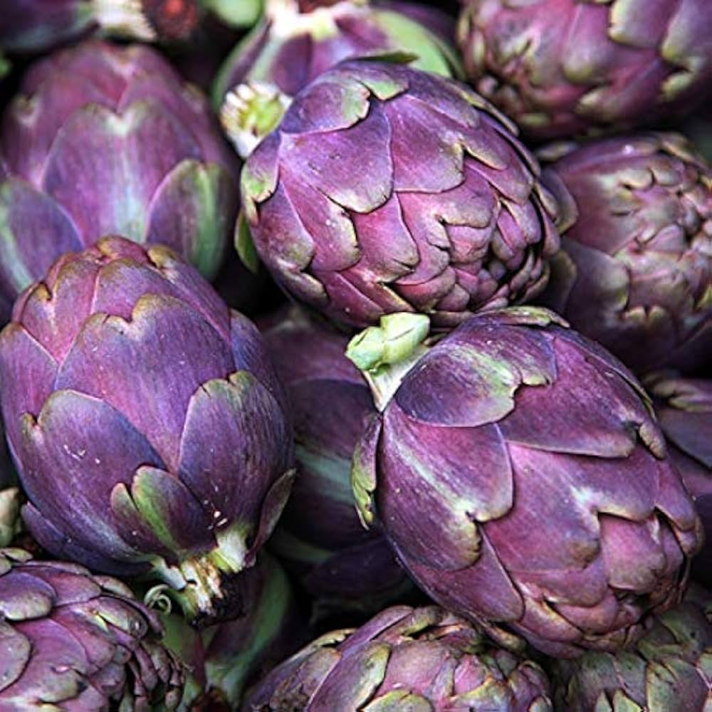 Artichoke Gardening for planting in home garden.