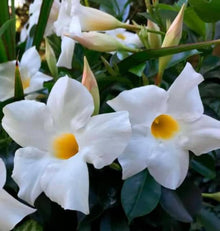 Mandevilla Sanderi Seeds for growers filling out the Blue Garden Planting