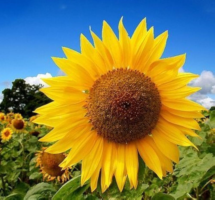 Russian Giant Sunflower (Helianthus annuus) seeds for garden planting
