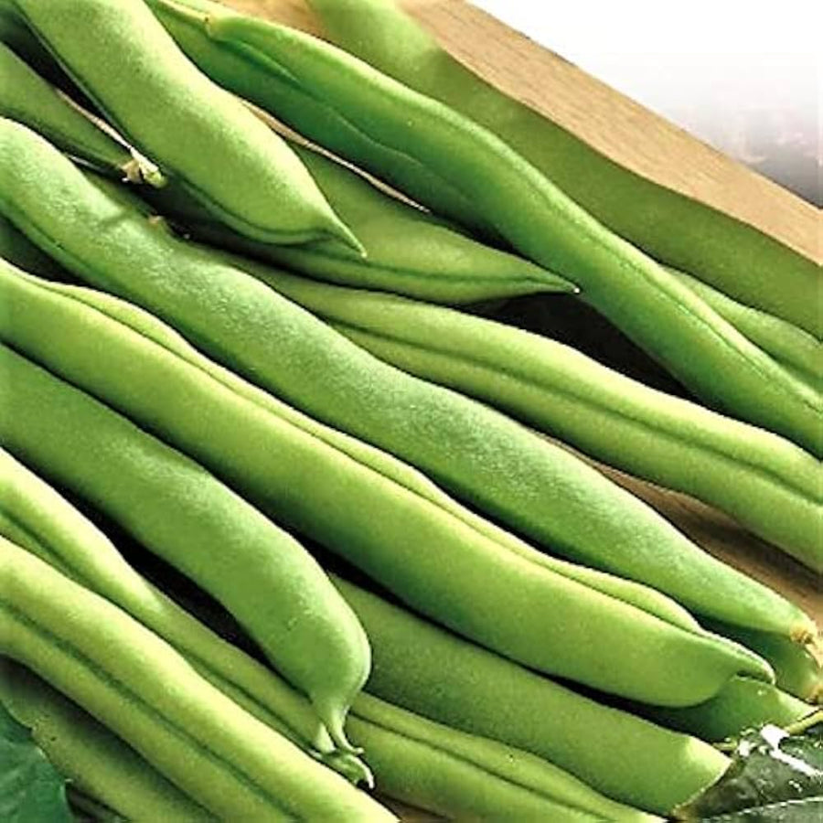Black Valentine Bean (Phaseolus vulgaris) for planting in home garden