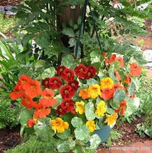 Nasturtium Hanging Basket Climber Seeds for trellises and fences in the Garden Baskets