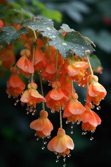 Apricot Begonia Seeds (Begonia tuberhybrida) for growers filling out the balcony garden