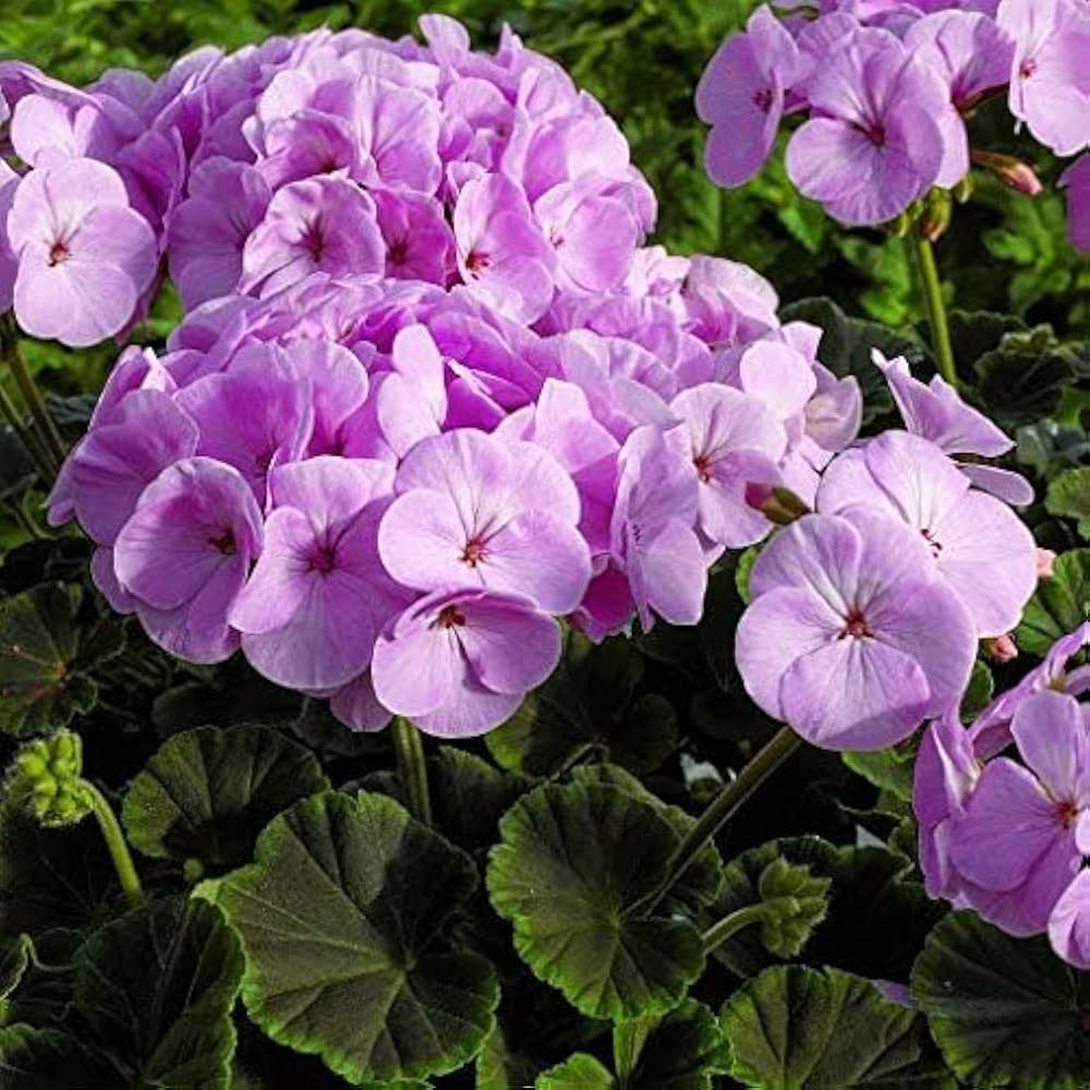 Cranesbill Geranium Univalve flower Seeds for growers filling out the home garden and vertical garden pots