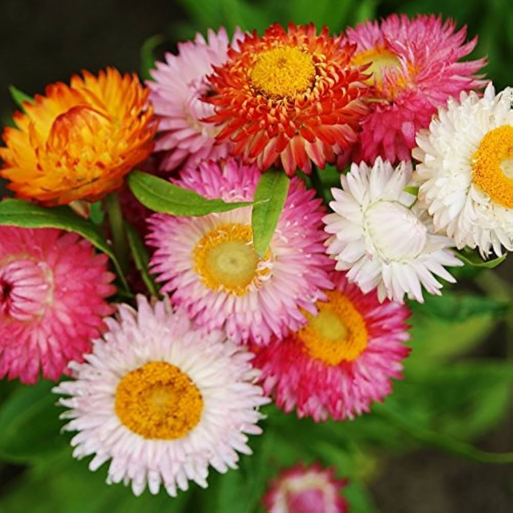 Elicriso high double mix flower seeds for garden planting