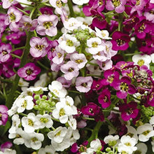 Alyssum Oriental Nights Lobularia Maritima Seeds for growers filling out the Flower Bed