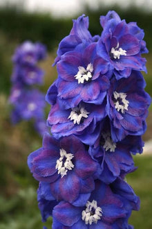 Delphinium Delphinium Elatum Seeds for seasonal color across the Backyard Cottage Garden Style