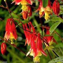 Columbine flower Aquilegia Tequila Sunrise Seeds for seasonal color across the home garden beds or perennial flower borders