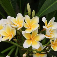 Frangipani Plumeria Rubra Seeds, M Lang Es Hawaii Lei Flower   Ornamental Garden Plant for Home Gardening