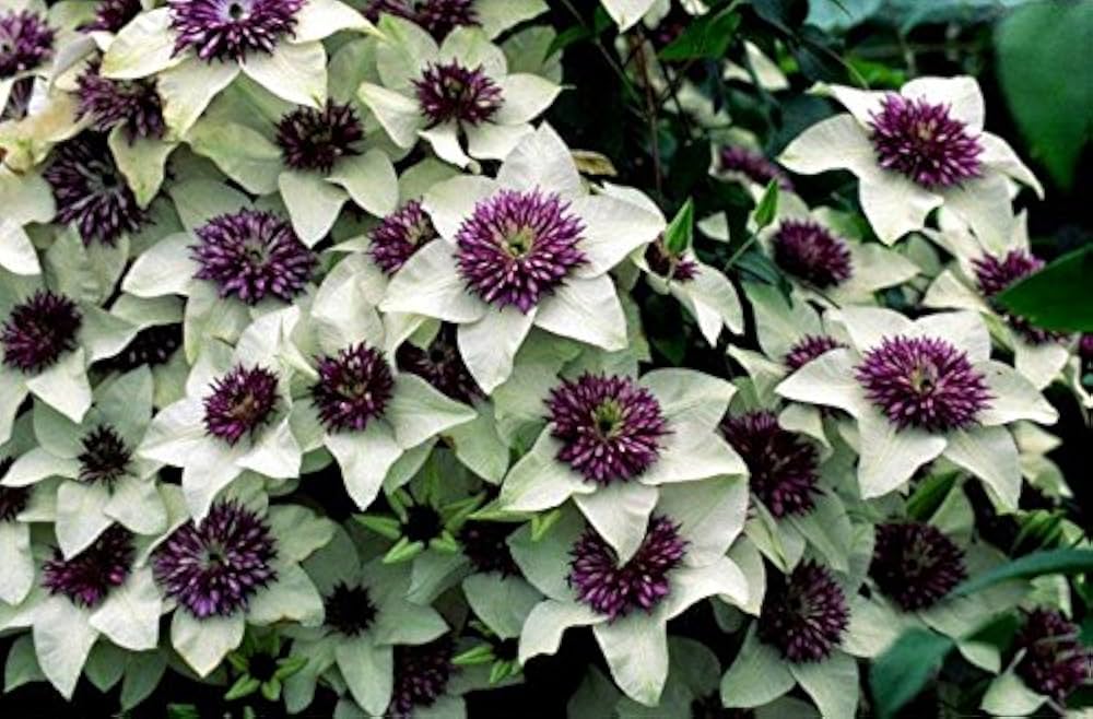 Clematis Florida Seeds for gardeners building out beds and borders